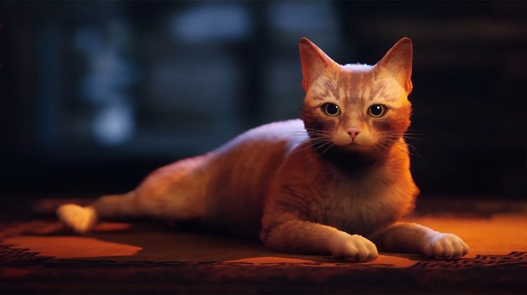 Stray